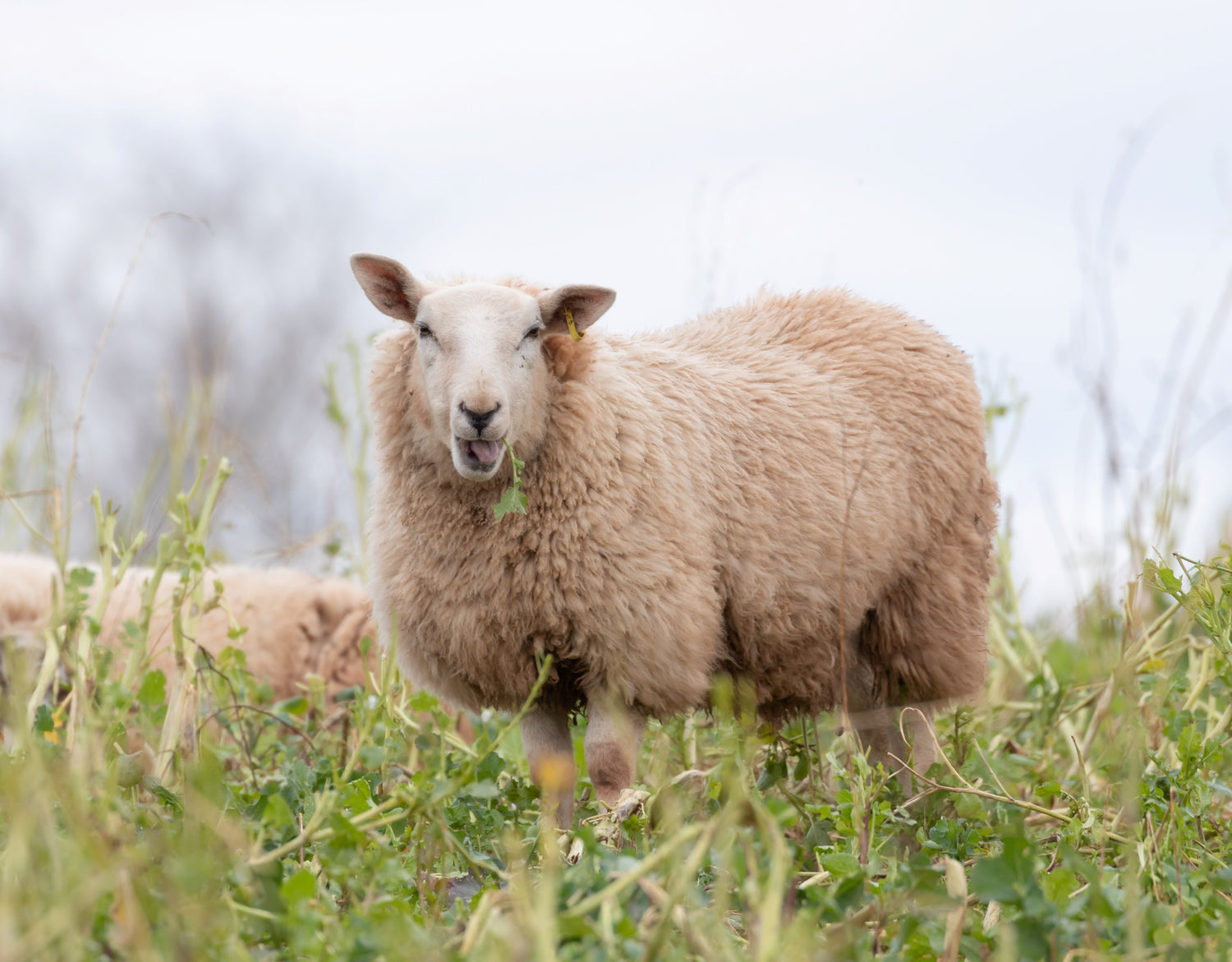 Wools of the UK: Cheviot