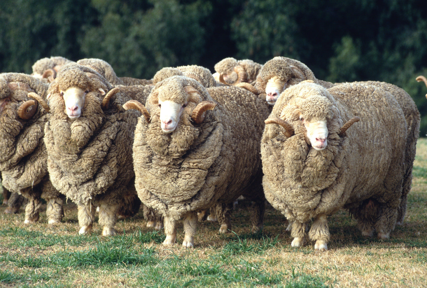 Fibre Focus Friday: Merino sheep & their Welfare