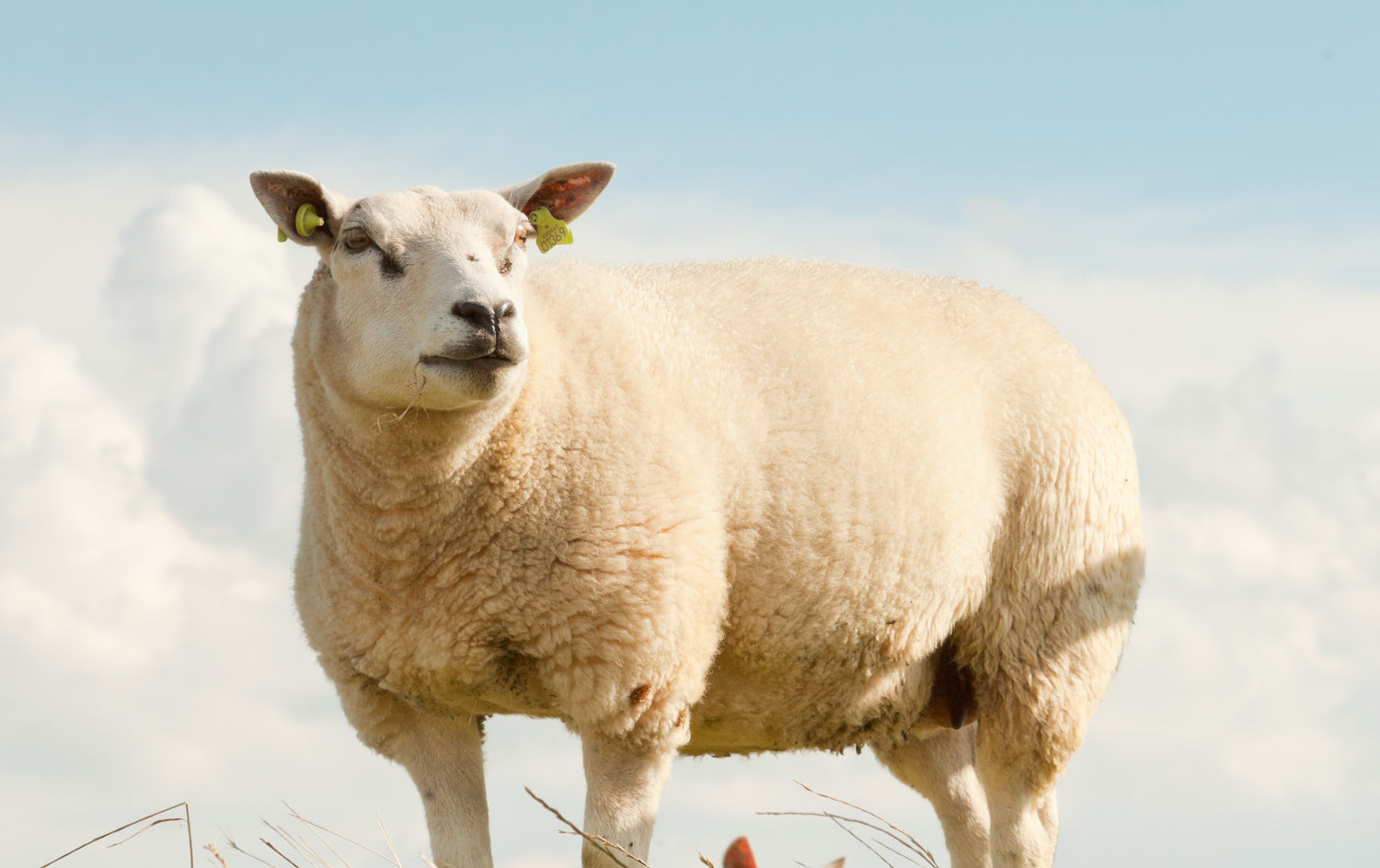 Wools of the UK: Texel