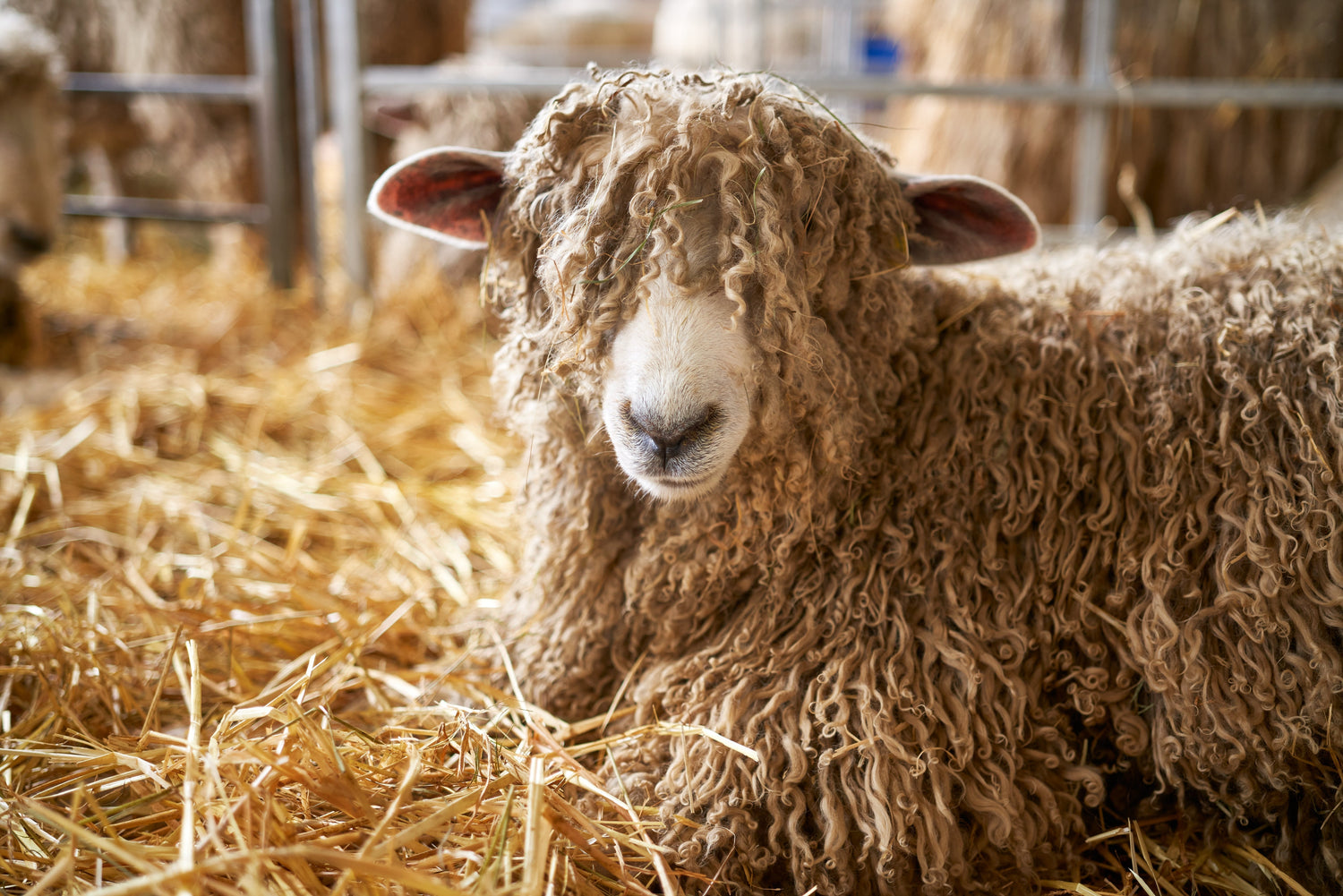 Fibre Focus Friday: Lincoln Longwool